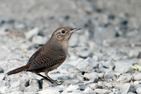 Microcerculus marginatus